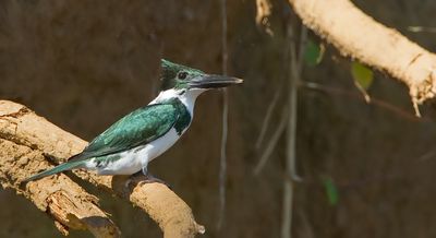 Amazon Kingfisher / Amazoneijsvogel