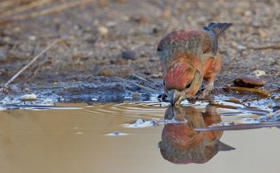 Parrot crosbill / Grote kruisbek