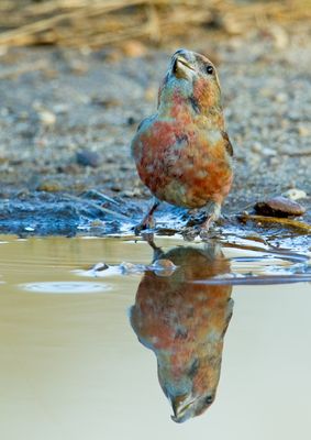 Parrot crosbill / Grote kruisbek