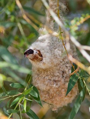Penduline tit / Buidelmees