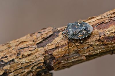 Holcogaster fibulata / Bonte dennenschildwants 