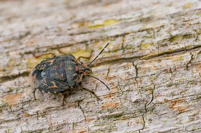 Holcogaster fibulata / Bonte dennenschildwants 