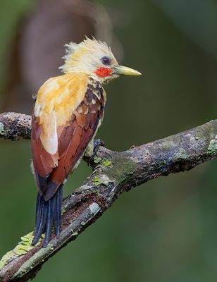 Cream-colored woodpecker / Strogele specht 