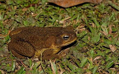 Cane Toad / Reuzenpad