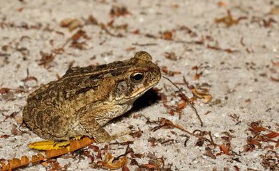 Cane Toad / Reuzenpad