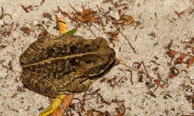Cane Toad / Reuzenpad
