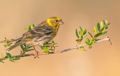 Serin / Europese Kanarie