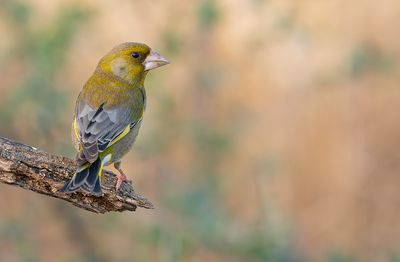 Greenfinch / Groenling 