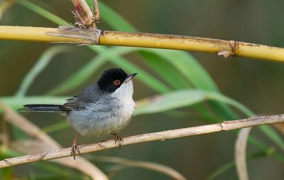 Sardinian warbler / Kleine zwartkop 