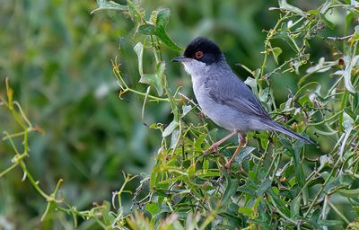Sardinian warbler / Kleine zwartkop 