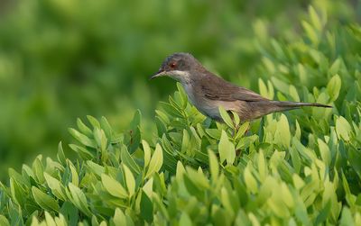 Sardinian warbler / Kleine zwartkop 