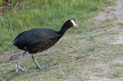 Red-knobbed Coot / Knobbelmeerkoet