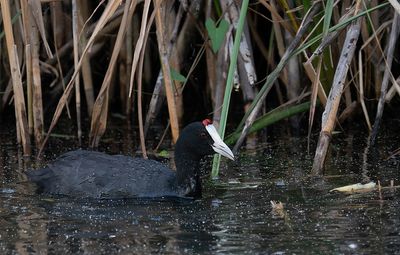 Red-knobbed Coot / Knobbelmeerkoet