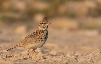 Thekla's lark / Theklas leeuwerik