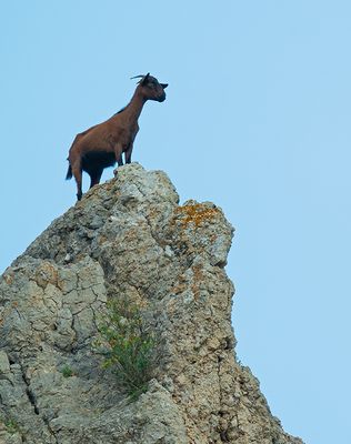 Majorcan wild goat  / Geit