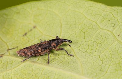 Gasteroclisus augurius