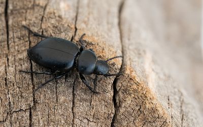 Tentyria schaumii
