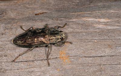 Chalcophora mariana / Grote dennenprachtkever