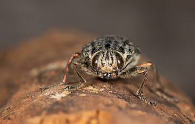 Chalcophora mariana / Grote dennenprachtkever