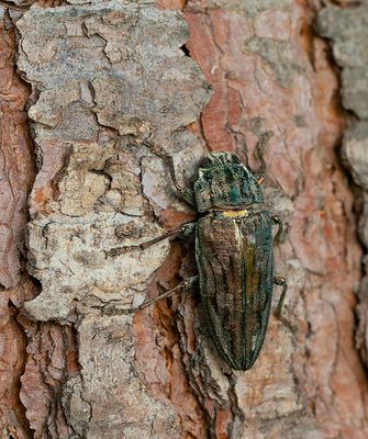 Chalcophora mariana / Grote dennenprachtkever