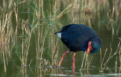 Western swamphen / Purperkoet