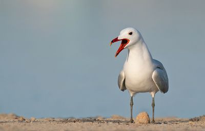 Audouin's gull / Audouins meeuw 