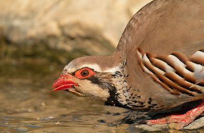 Red-legged partridge / Rode patrijs