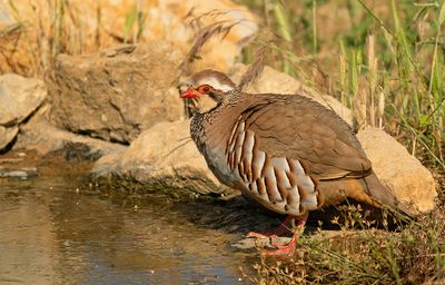 Red-legged partridge / Rode patrijs