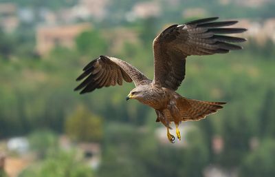 Black kite / Zwarte wouw