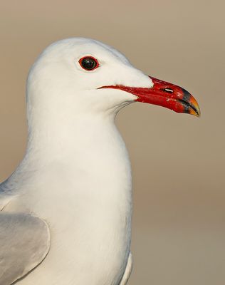Audouin's gull / Audouins meeuw