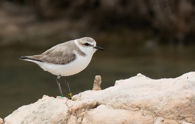 Kentish plover / Strandplevier