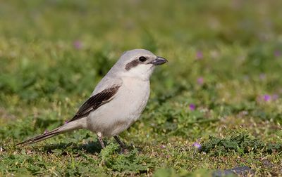 Steppe Grey Shrike / Steppeklapekster