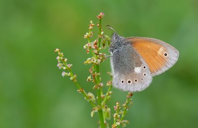 Eastern large Heath / Balkanhooibeestje