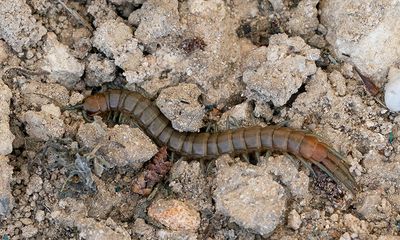 Scolopendra oraniensis