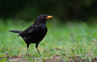 Blackbird / Merel 