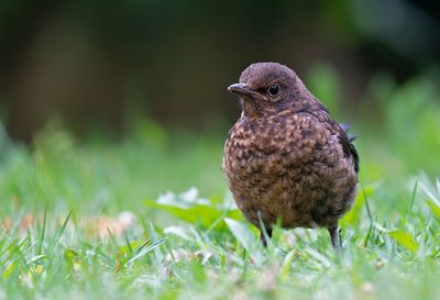 Blackbird / Merel 