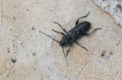 Hylotrupes bajulus / Huisboktor 