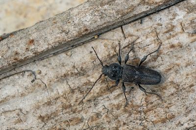 Hylotrupes bajulus / Huisboktor