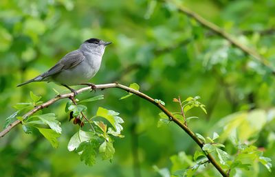Blackcap / Zwartkop 