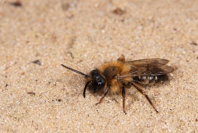 Andrena nigroaenea / Zwartbronzen zandbij