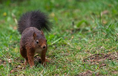 Red squirrel / Rode eekhoorn 