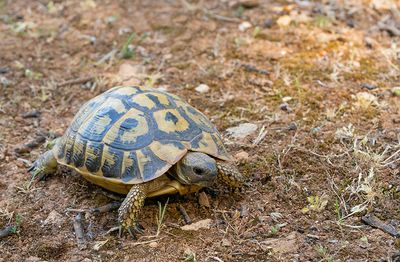 Western Hermann's tortoise  / Westelijke Griekse Landschildpad