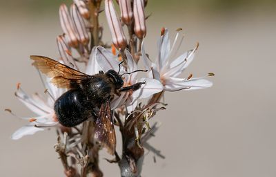 Xylocopa violacea / Blauwzwarte houtbij