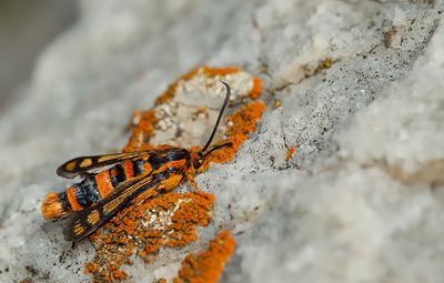 Chamaesphecia masariformis 