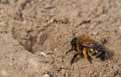 Anthophora plumipes / Gewone sachembij