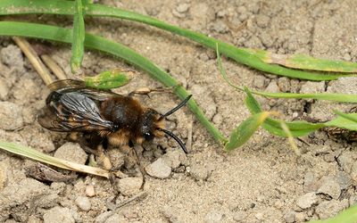 Melecta albifrons / Bruine rouwbij