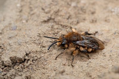 Melecta albifrons / Bruine rouwbij