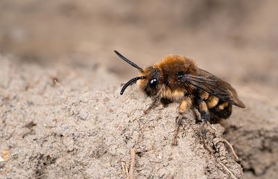 Melecta albifrons /  Bruine rouwbij