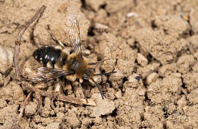 Melecta albifrons / Bruine rouwbij