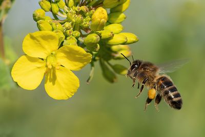 European honey bee / Honingbij